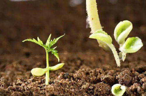 未來五年肥料研發(fā)重點聚焦 微生物菌肥與復(fù)合微生物肥料的創(chuàng)新之路