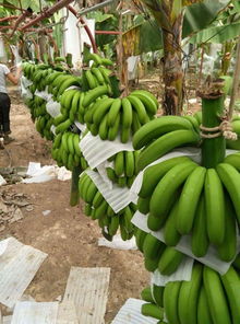 2015年峨眉綠地復(fù)合微生物肥料在云南香蕉種植中的施用效果與研發(fā)價值分析