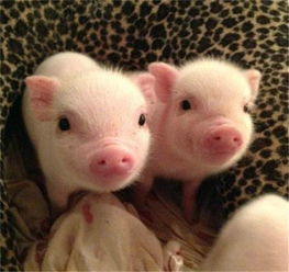 全國驚現首個豬價破 12 省份，羊價走勢或緊隨其后