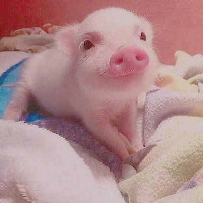 生肖豬與生肖雞 勇往直前，財星高照，驚喜連連