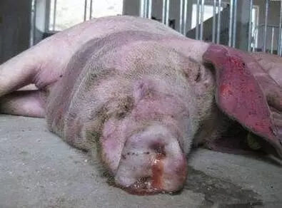 育肥豬與黃牛 警惕三種常見病，守護豐收成果