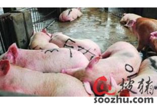 生豬屠宰加工 行業現狀、挑戰與數字化預警的重要性